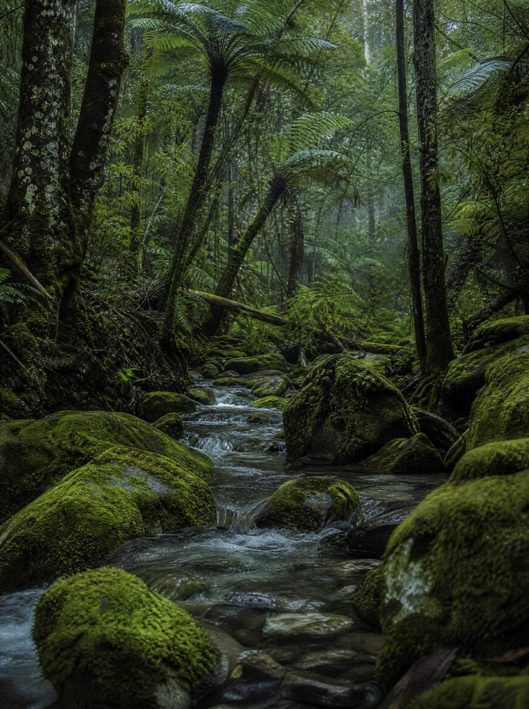 A creek threading through mossy boulders in dark bush
