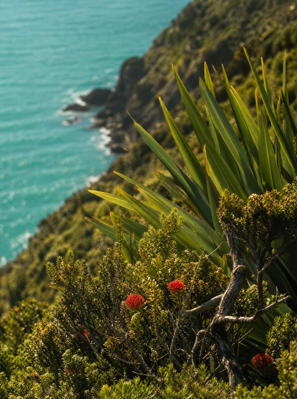 Headland scrub and flax above the bright sea